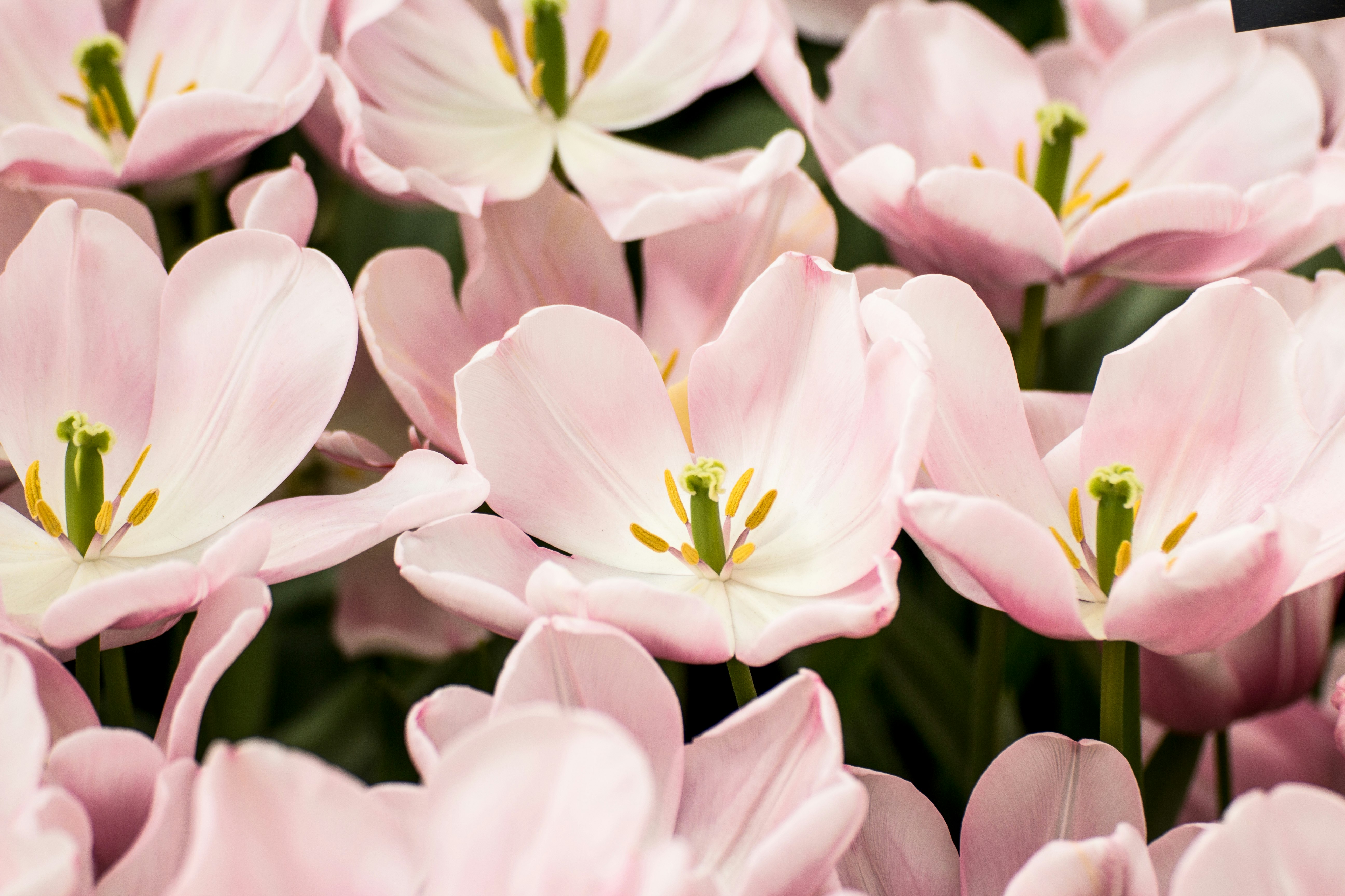 pink flowers